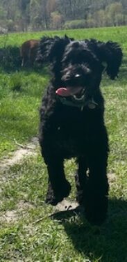 Tiller Tripper at 15 months in May 2024